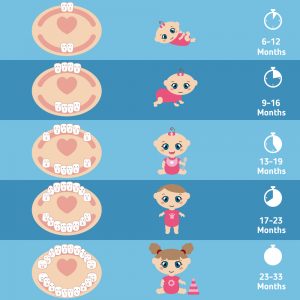 teething and sleep: Baby teething chart